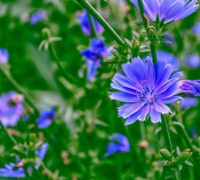 Kasni (Cichorium Intybus)